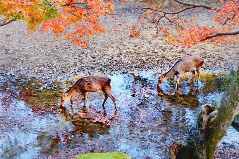 NT Holidays Madurai affordable tour operator for Japan trips